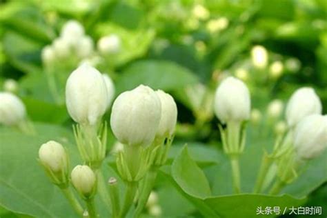 茉莉花種植|茉莉花種植，步驟詳細，方法簡單，小白也會養